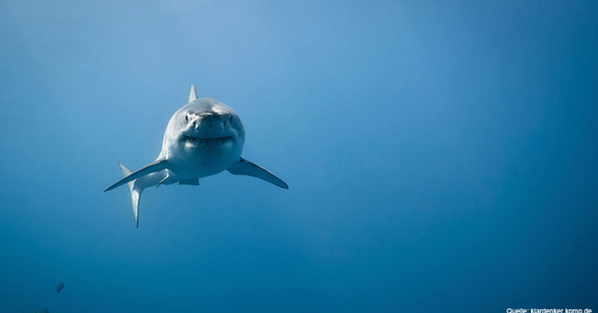Bild von einem Hai Unterwasser
